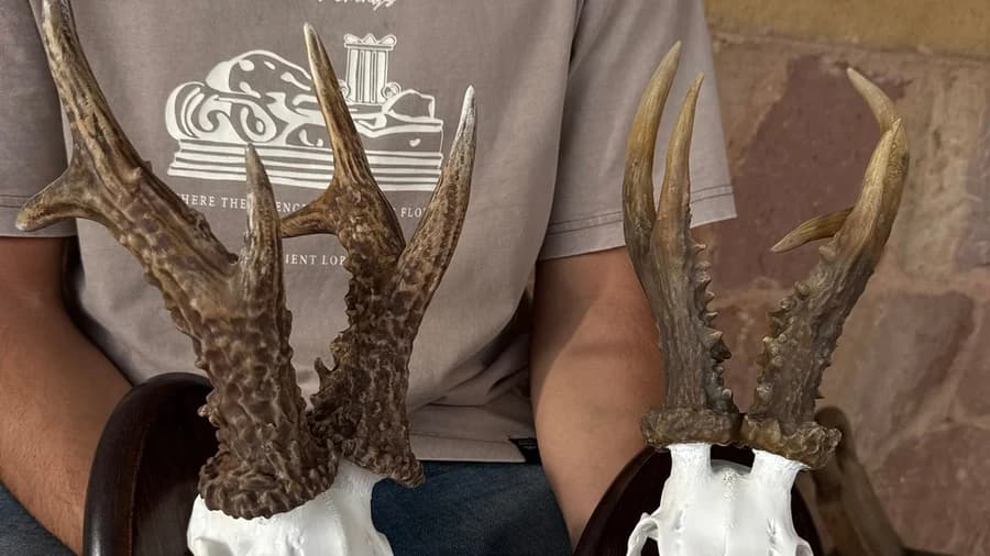 Réplicas a tamaño real de cuernas de corzo sobre cráneo