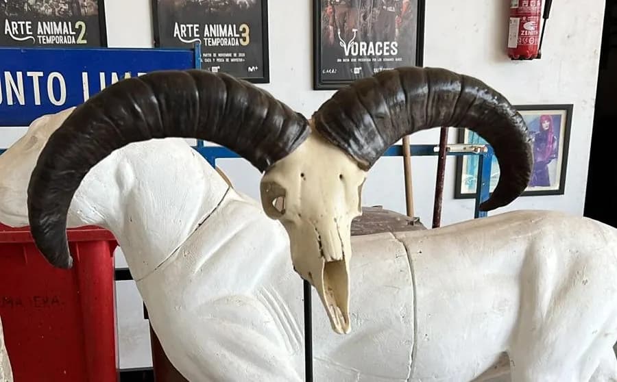 Réplica a tamaño real de un trofeo de Blue Sheep