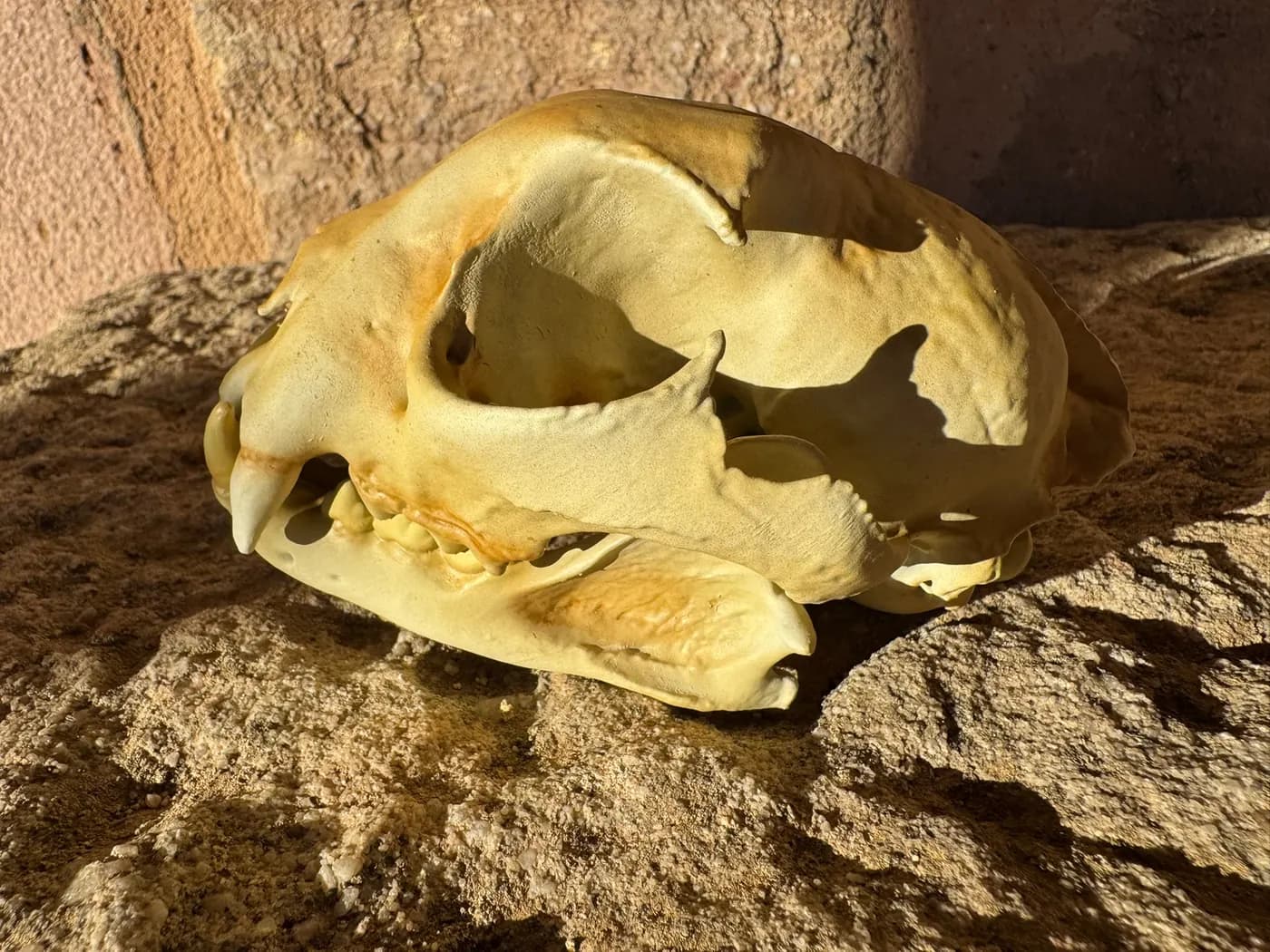 Réplicas de cráneo de lince